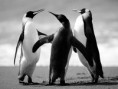/album/fotogalerij/penguins-jpg/